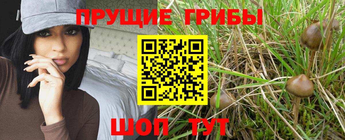 Псилоцибиновые грибы Cubensis Выборг
